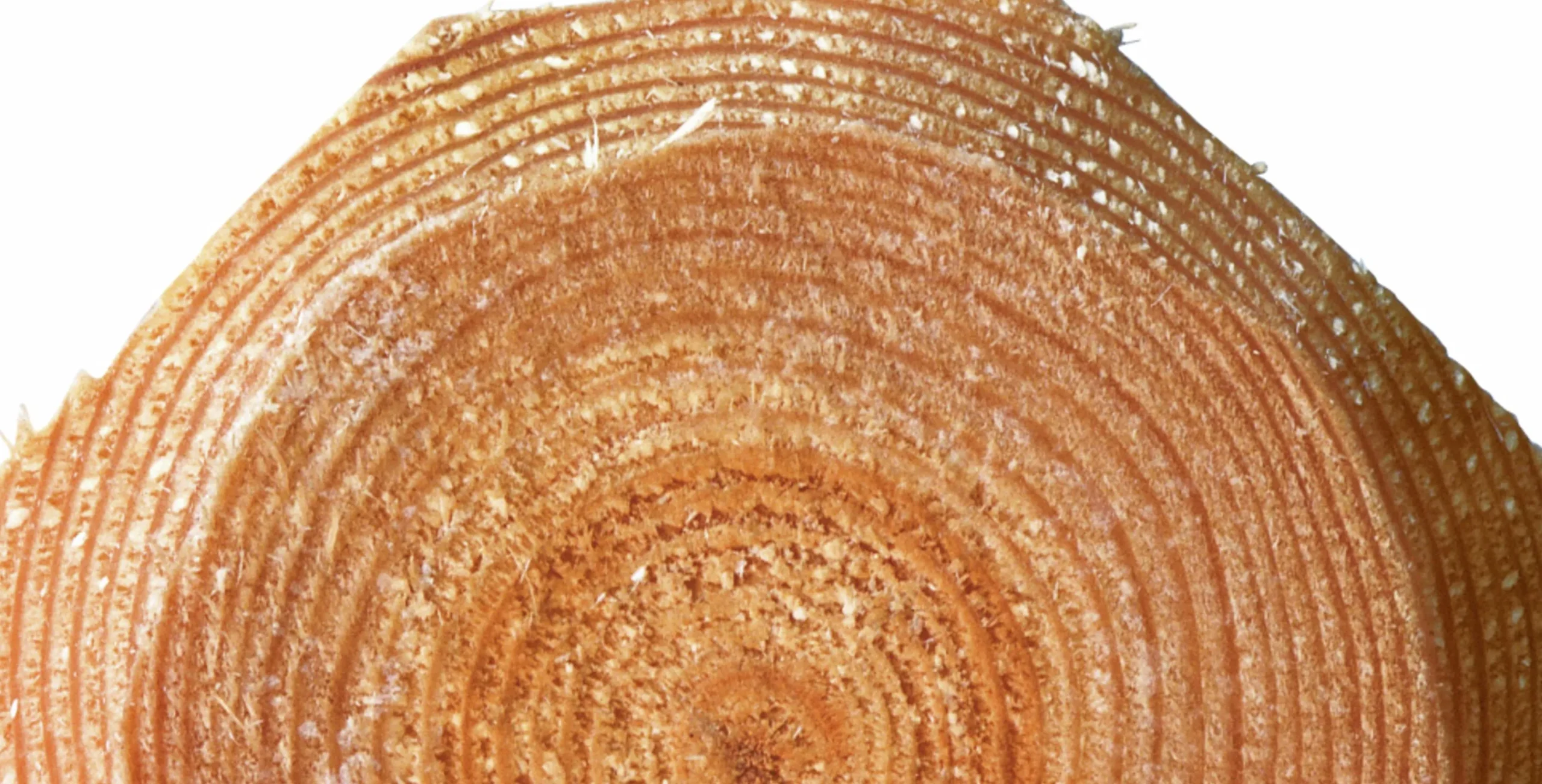 Stängselslana 1/2 åttkantig 100x3000mm 1-p>Octowood Clearance