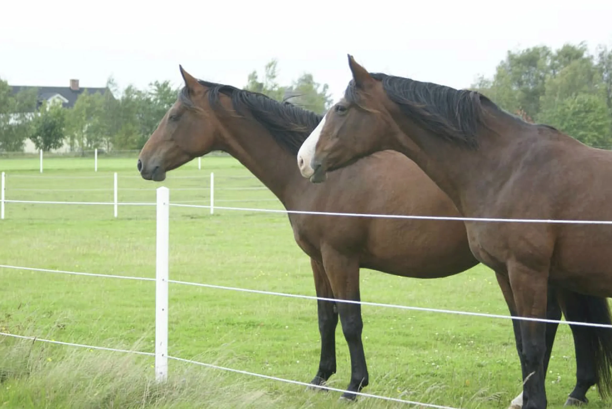 Stängselstolpe rund plast 65mm 1,8m vit>Equisafe New