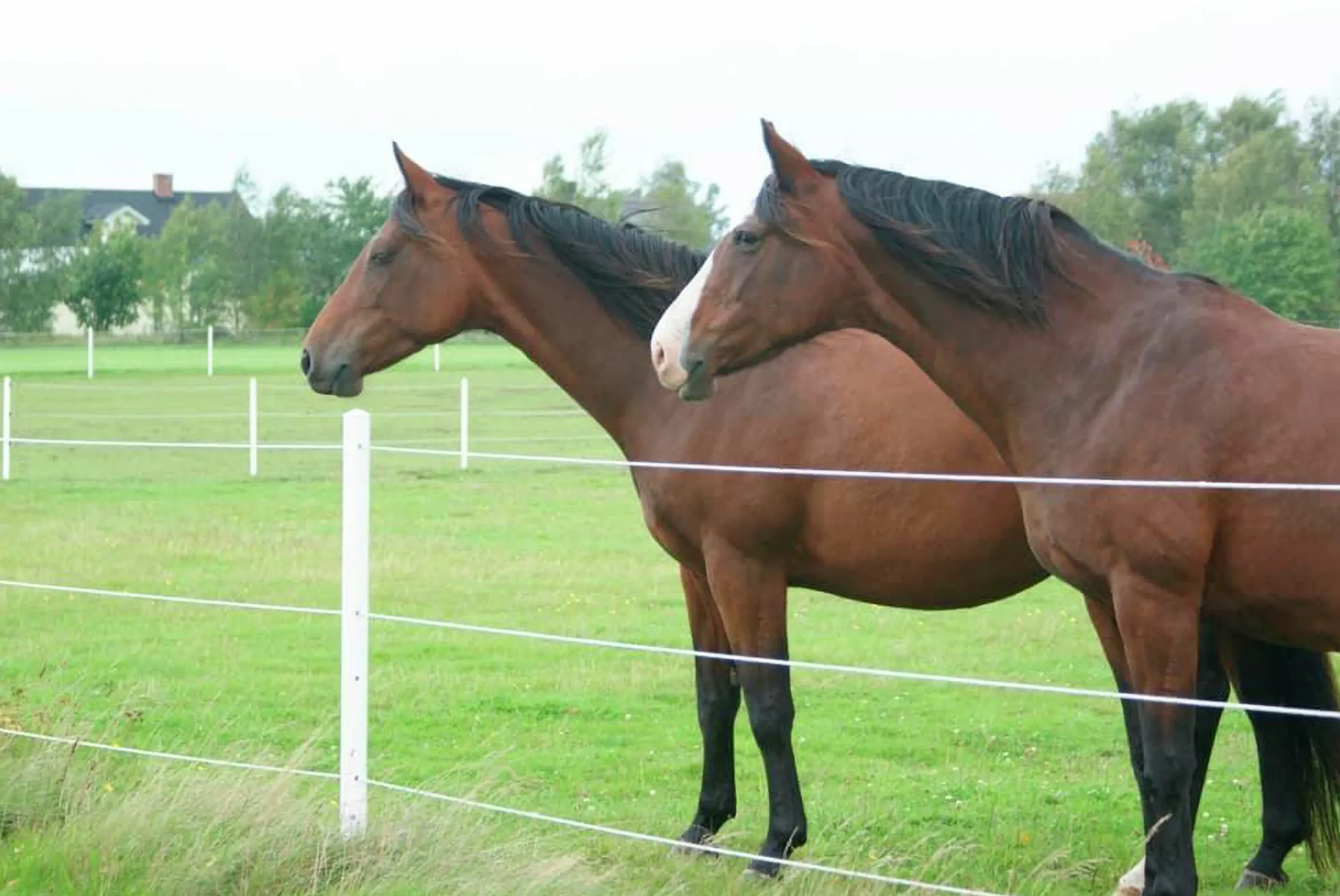 Stängselstolpe rund plast 65mm 1,8m (hemleverans)>Equisafe New