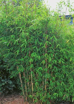 Stor Bergbambu 'Dino' 2L>Omnia garden Online