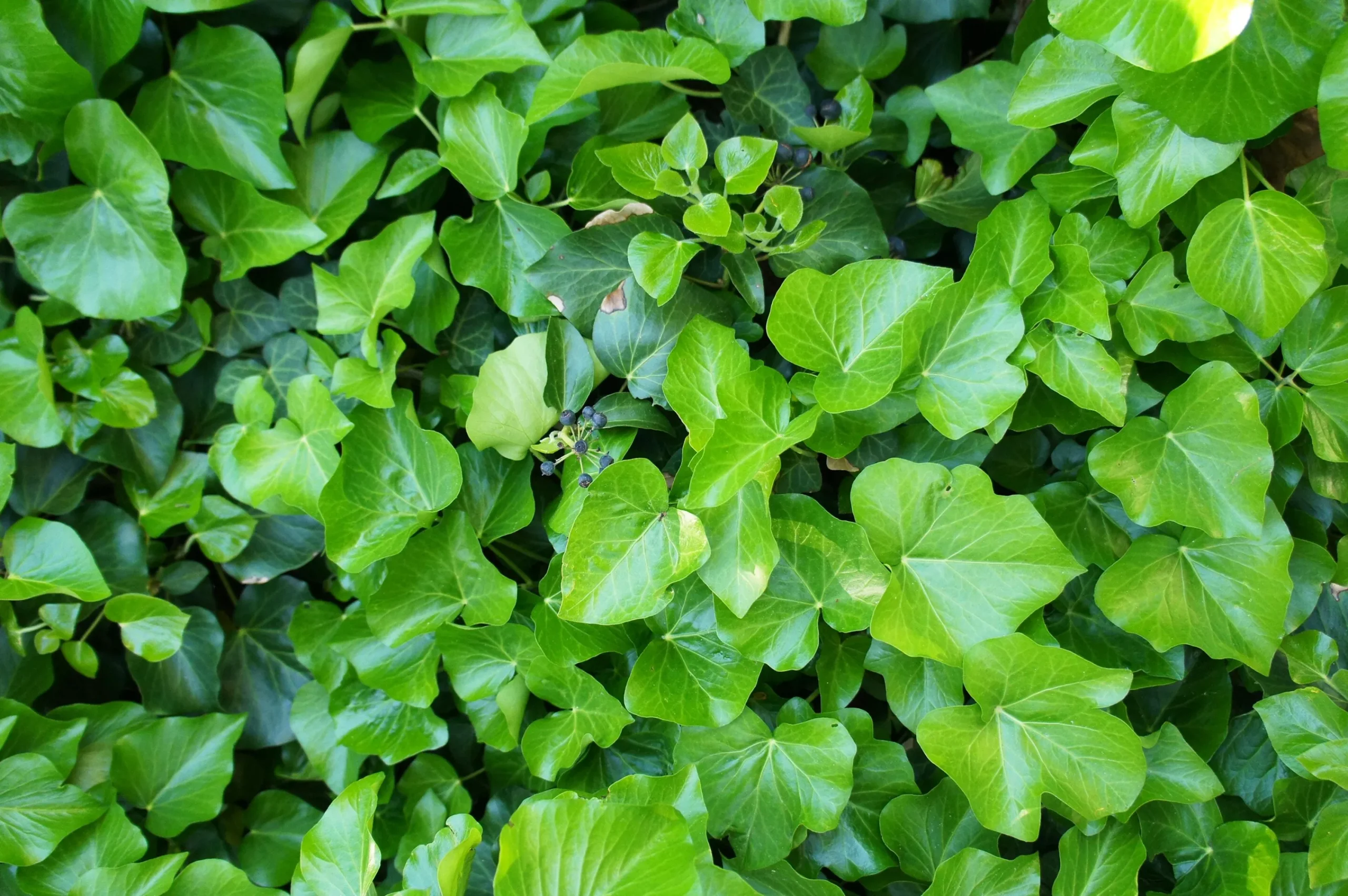Storbladig Murgröna Krukodlad>Omnia garden Sale