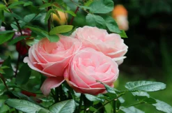 Storblommig Buskros 'Aphrodite' 'Tan00847' Barrotad><noscript><img width=