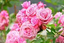 Storblommig Klätterros 'Coral Dawn' Barrotad>Omnia garden
