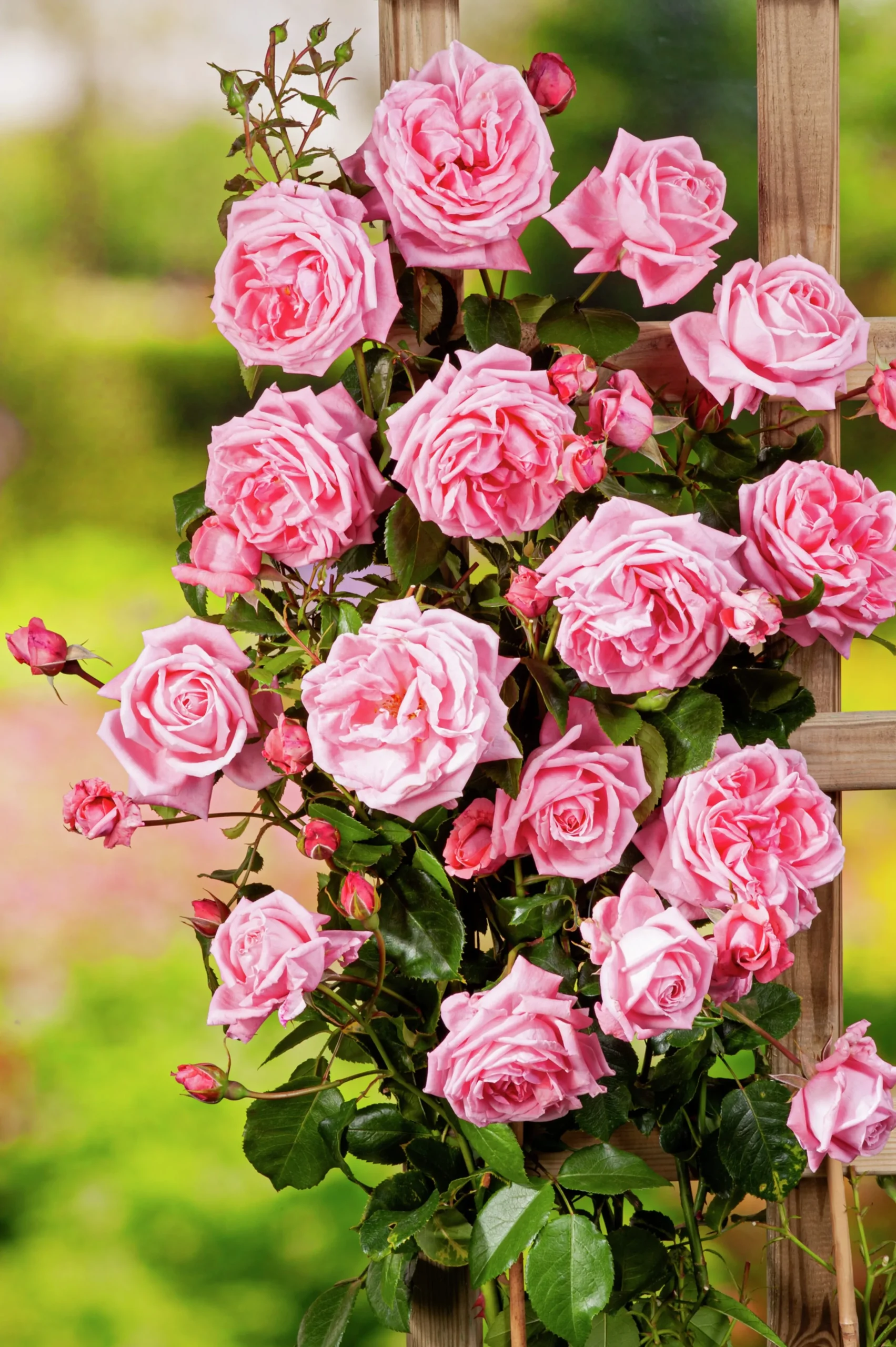 Storblommig Klätterros 'Coral Dawn' Barrotad>Omnia garden