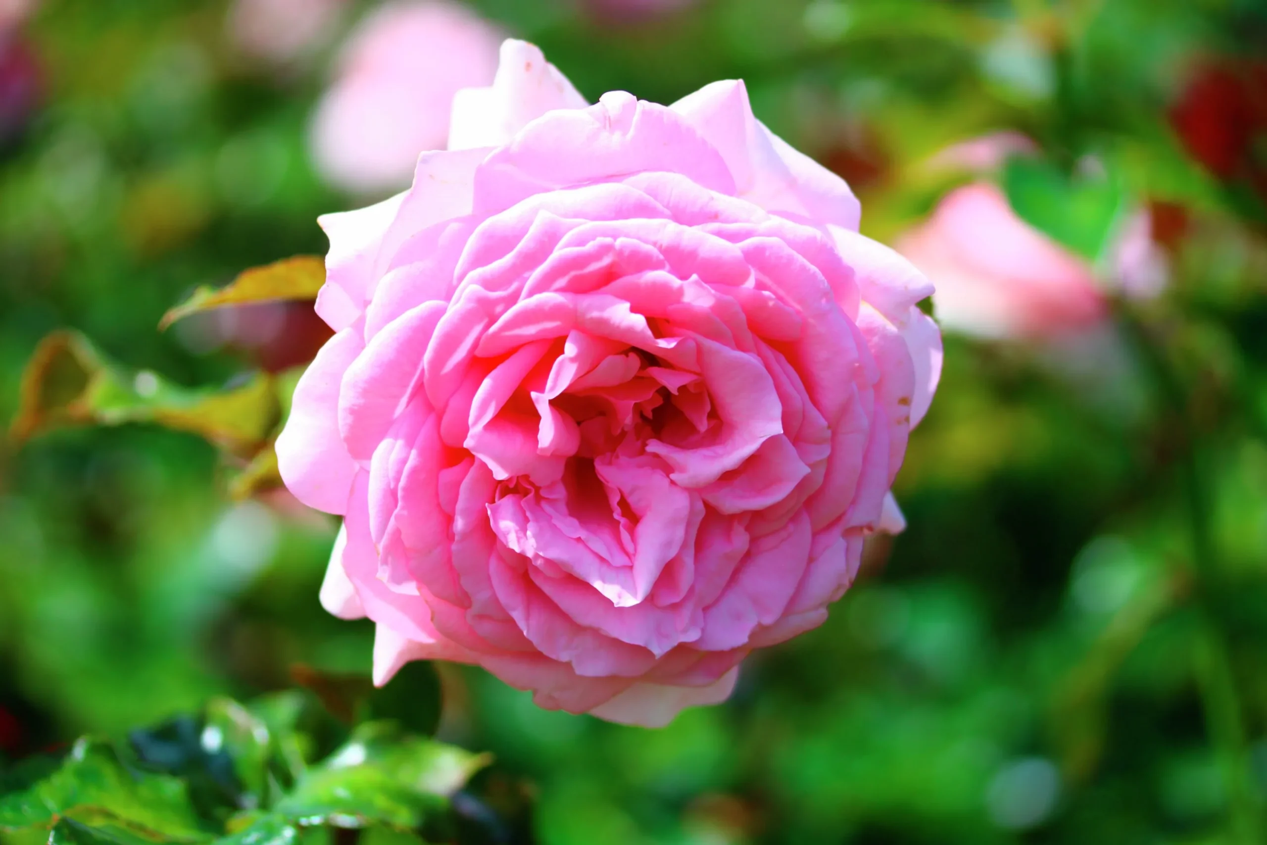 Storblommig Klätterros 'Coral Dawn' Barrotad>Omnia garden