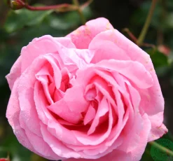 Storblommig Klätterros 'Coral Dawn' Barrotad><noscript><img width=