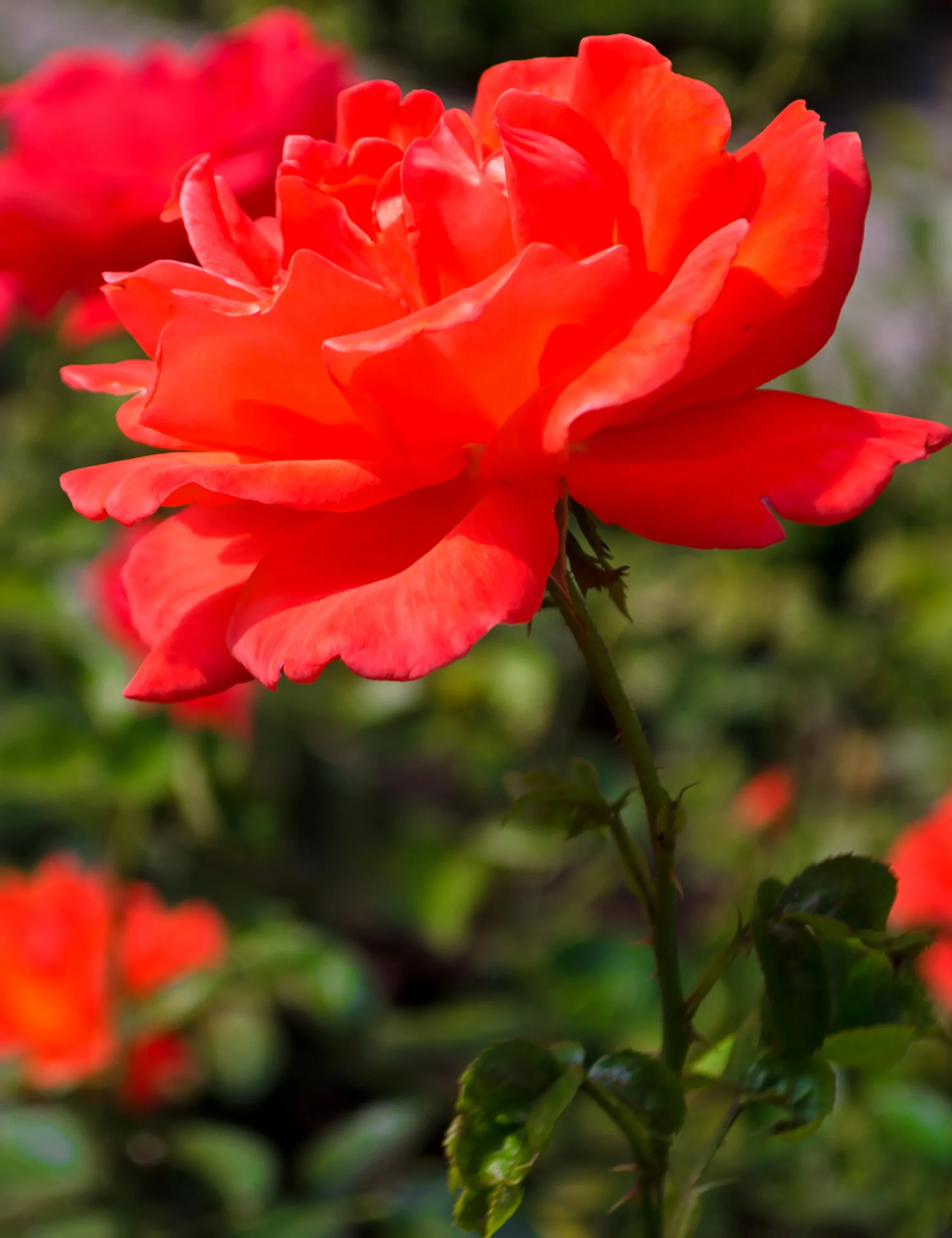 Storblommig Rabattros 'Alexander' 'Harlex' Barrotad>Omnia garden Outlet