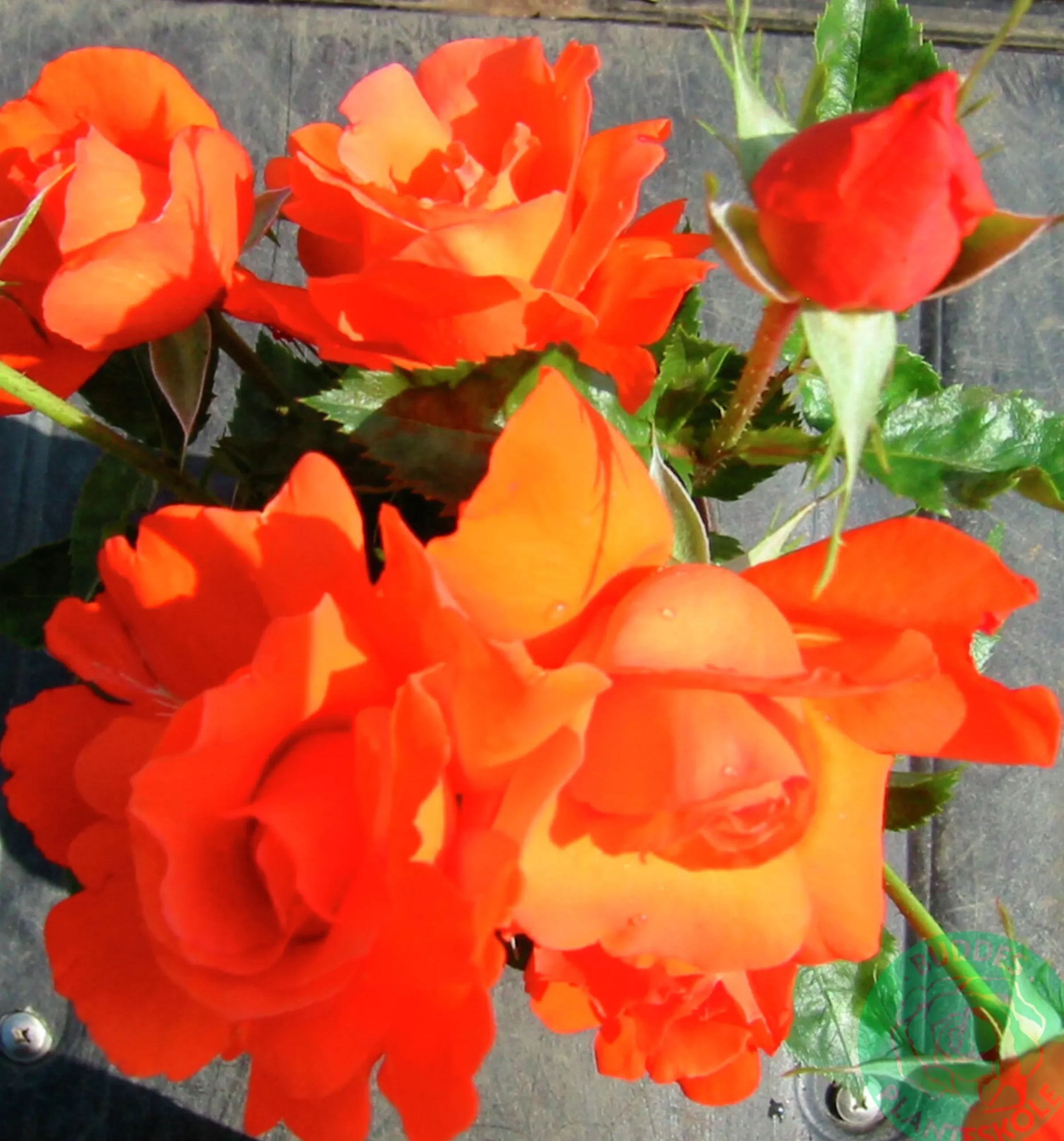 Storblommig Rabattros 'Alexander' 'Harlex' Barrotad>Omnia garden Outlet