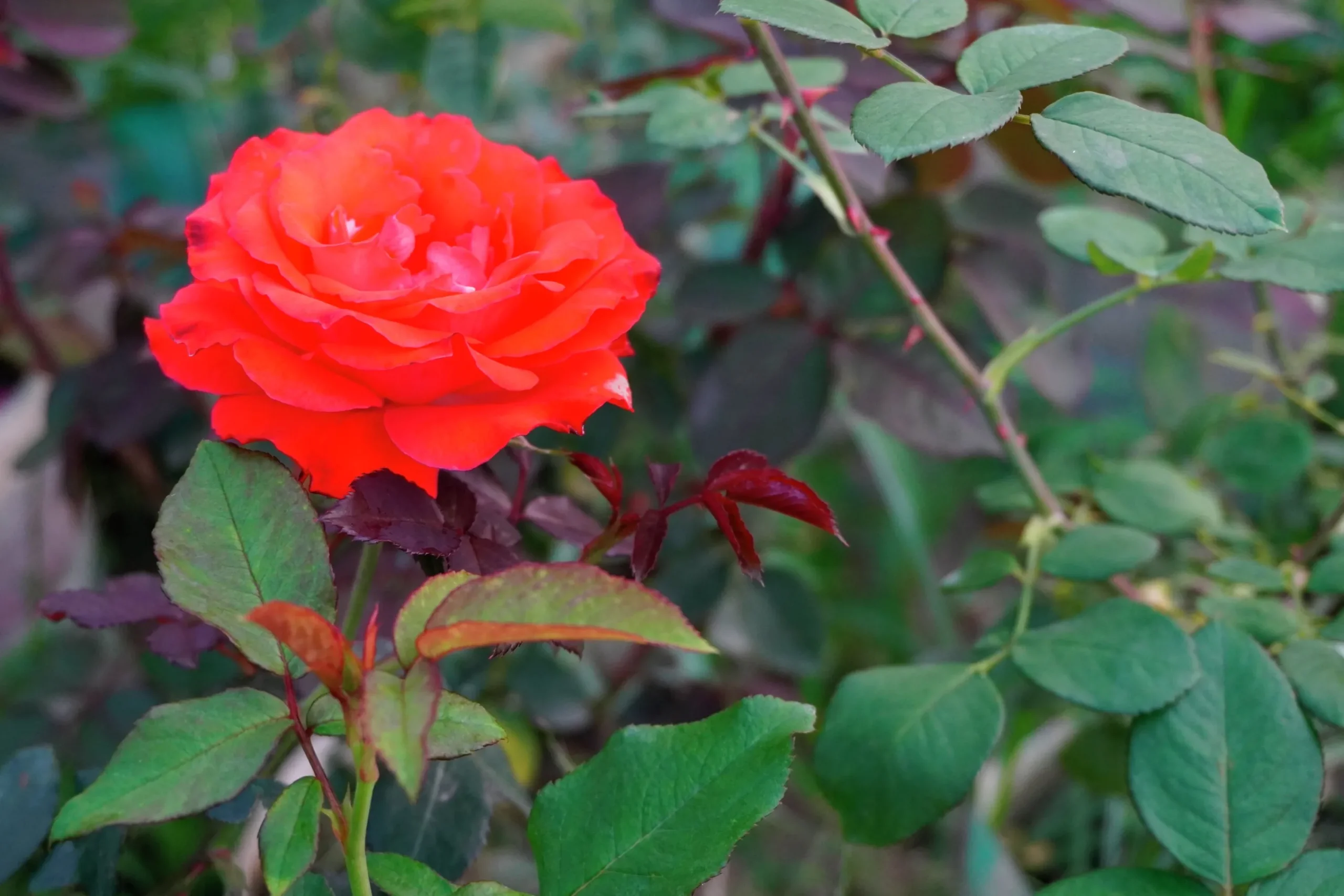 Storblommig Rabattros 'Alexander' 'Harlex' Barrotad>Omnia garden Outlet