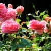 Storblommig Rabattros 'Chippendale' 'Tan97159' Barrotad>Omnia garden