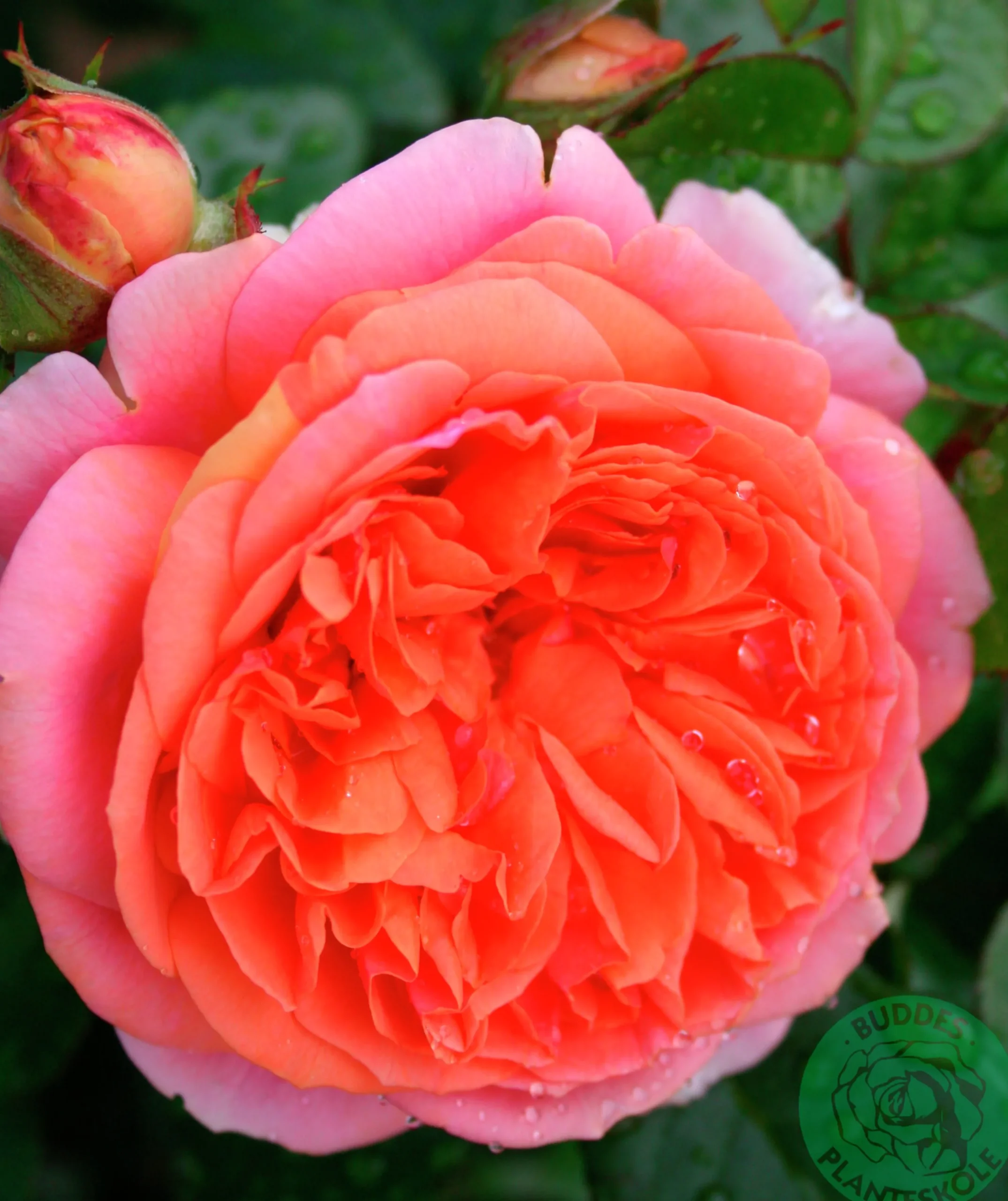 Storblommig Rabattros 'Chippendale' 'Tan97159' Barrotad>Omnia garden