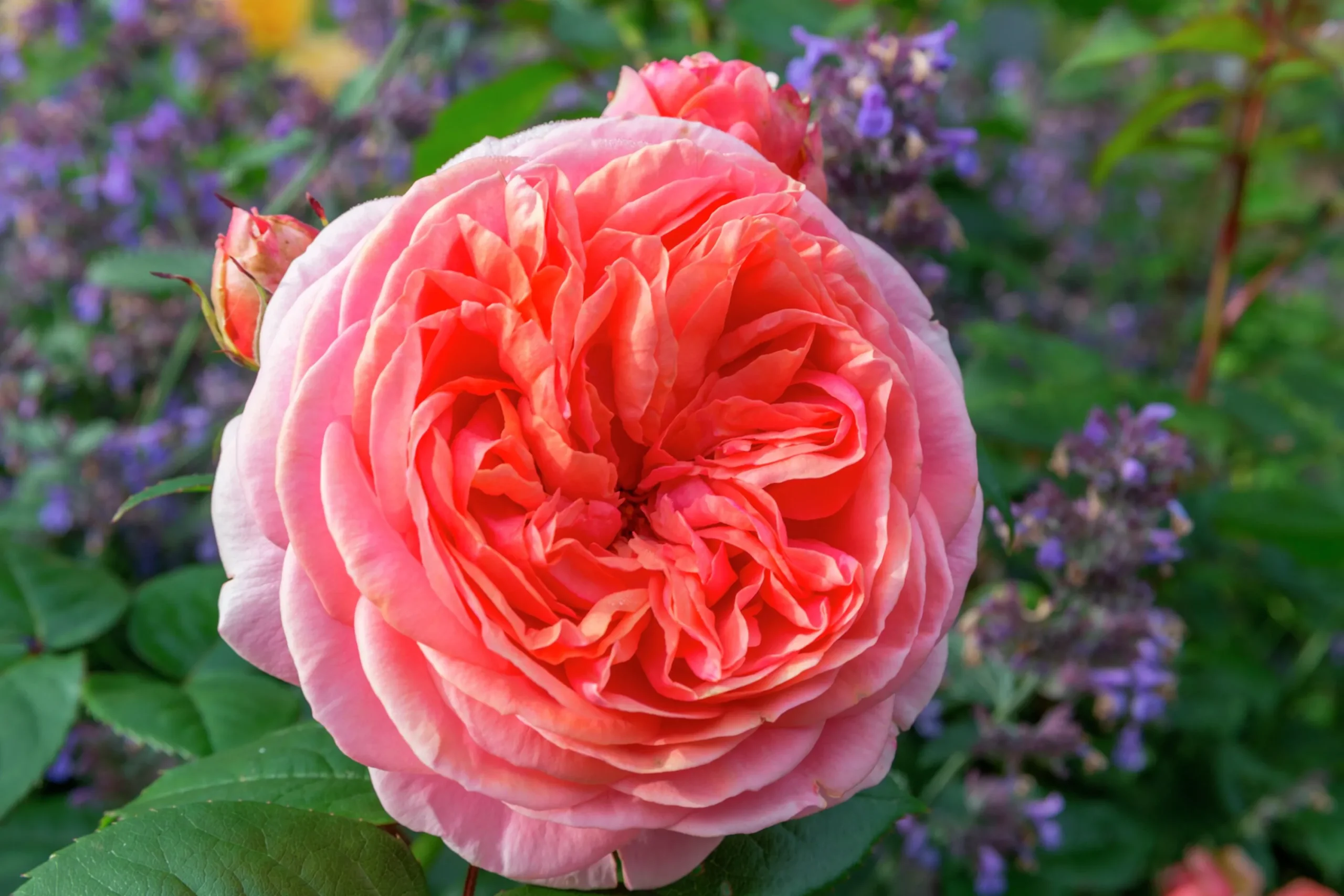 Storblommig Rabattros 'Chippendale' 'Tan97159' Barrotad>Omnia garden