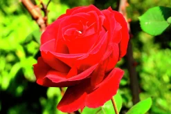 Storblommig Rabattros 'Courage' 'Poulduff' Barrotad>Omnia garden