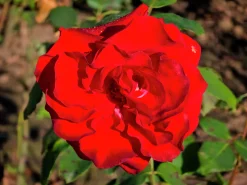 Storblommig Rabattros 'Courage' 'Poulduff' Barrotad><noscript><img width=