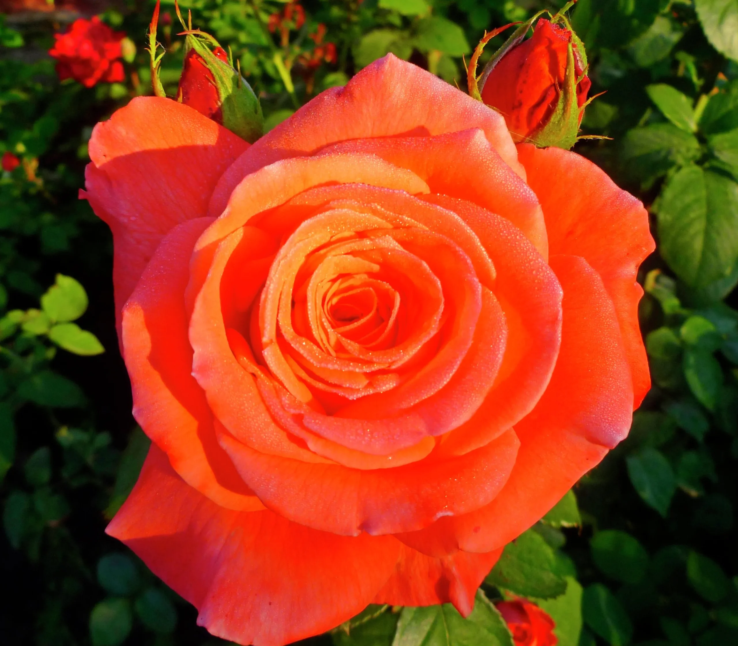 Storblommig rabattros 'Dronning Ingrid' 'Poulgrena' Barrotad>Omnia garden Best