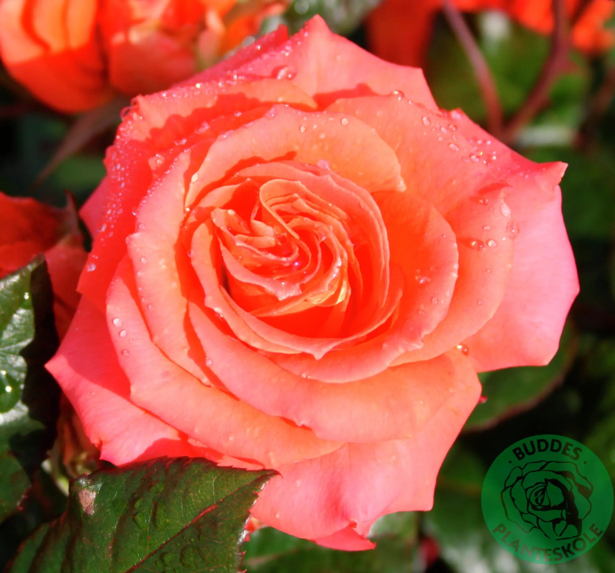 Storblommig rabattros 'Dronning Ingrid' 'Poulgrena' Barrotad>Omnia garden Best