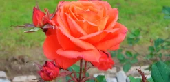 Storblommig rabattros 'Dronning Ingrid' 'Poulgrena' Barrotad><noscript><img width=