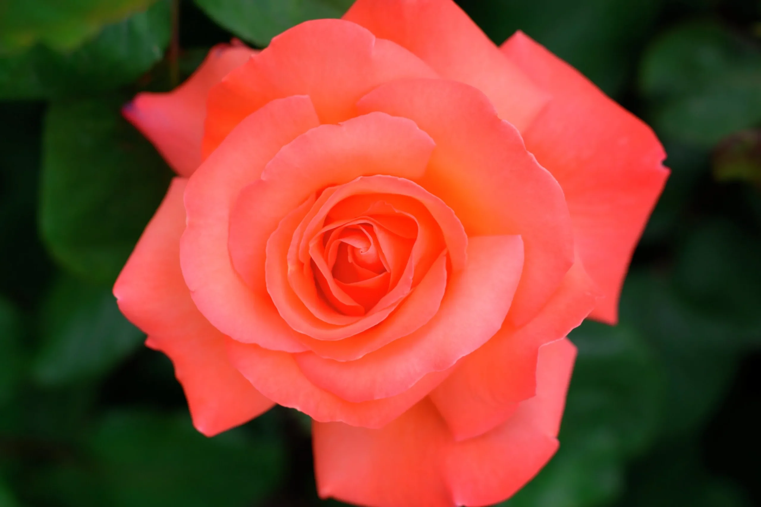 Storblommig rabattros 'Dronning Ingrid' 'Poulgrena' Barrotad>Omnia garden Best