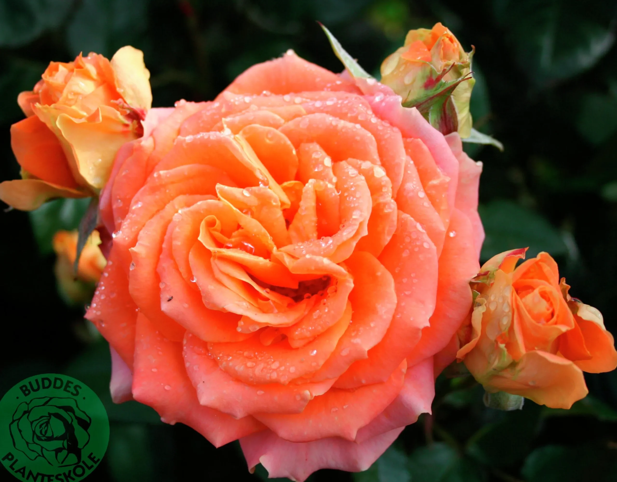Storblommig Rabattros 'Flora Danica' 'Poulrim' Barrotad>Omnia garden Discount