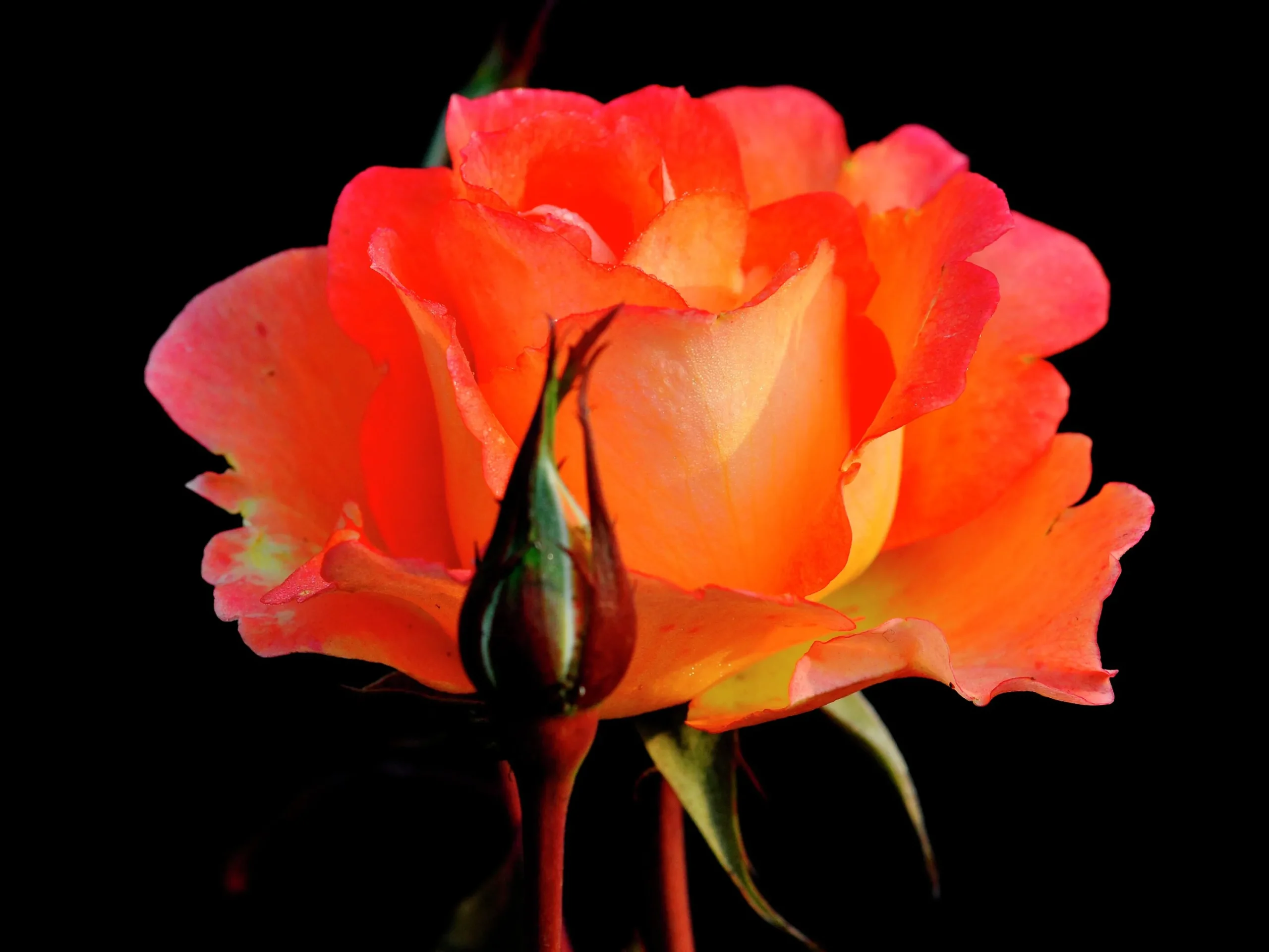 Storblommig Rabattros 'Flora Danica' 'Poulrim' Barrotad>Omnia garden Discount