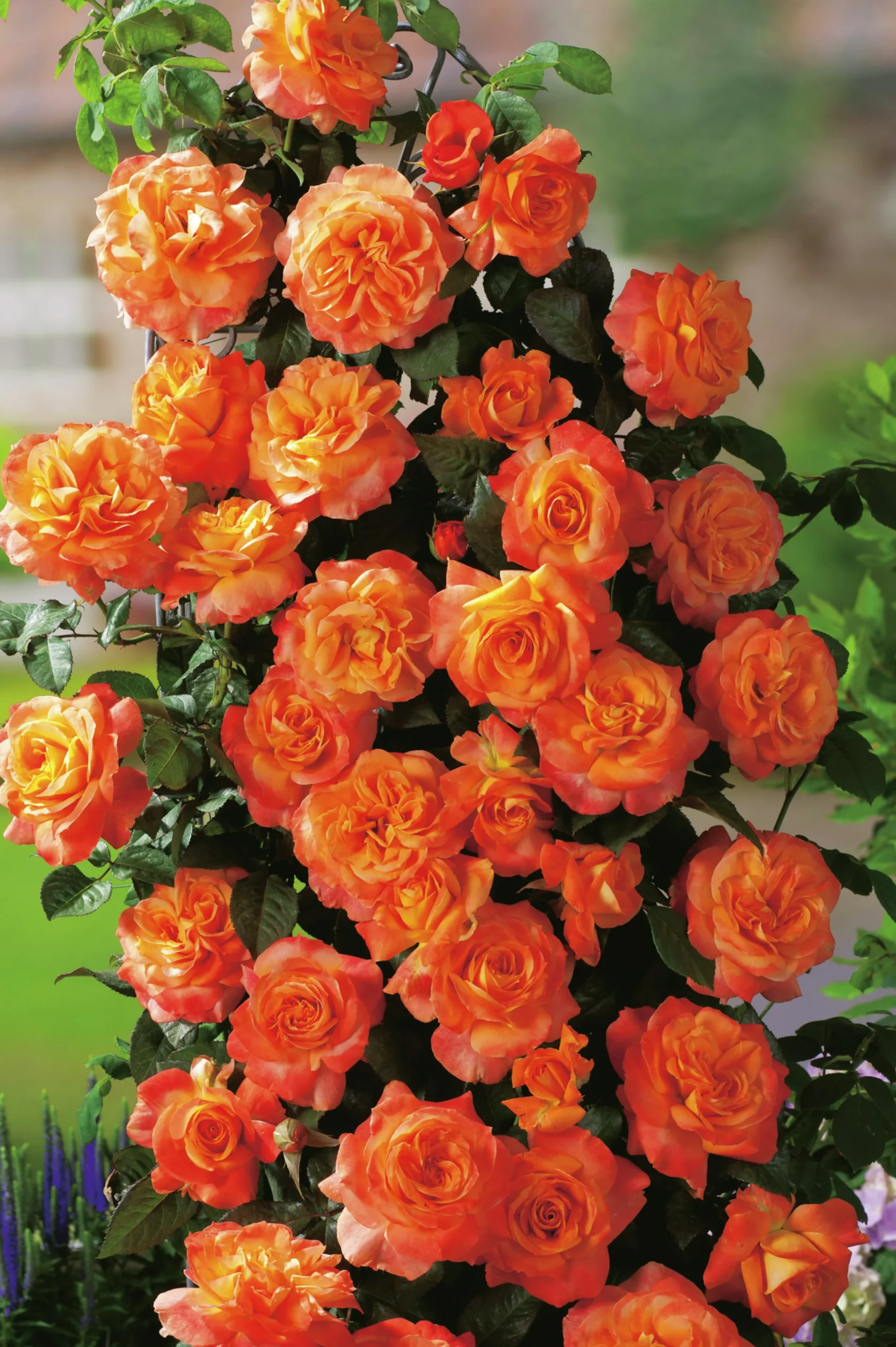 Storblommig Rabattros 'Flora Danica' 'Poulrim' Barrotad>Omnia garden Discount