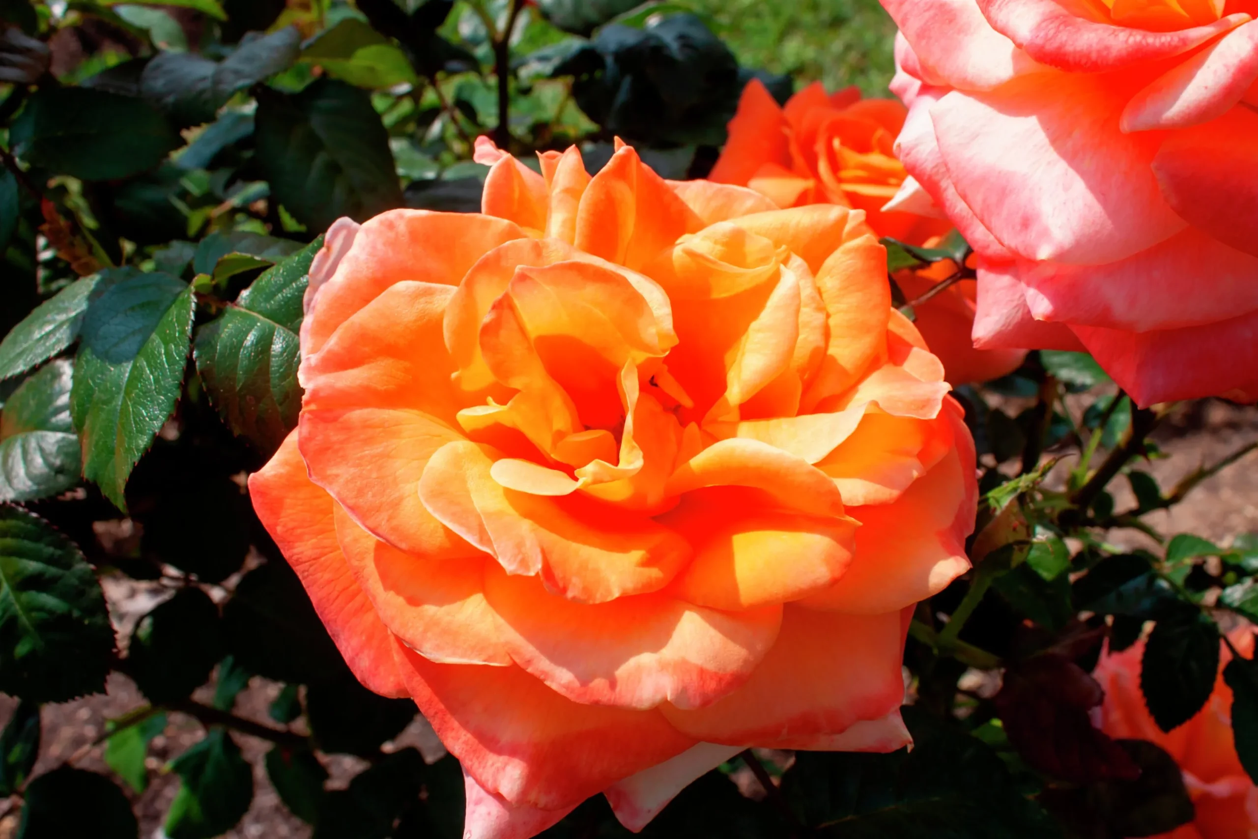 Storblommig Rabattros 'Flora Danica' 'Poulrim' Barrotad>Omnia garden Discount