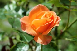 Storblommig Rabattros 'Gavnö' 'Poulgav' Barrotad>Omnia garden Outlet