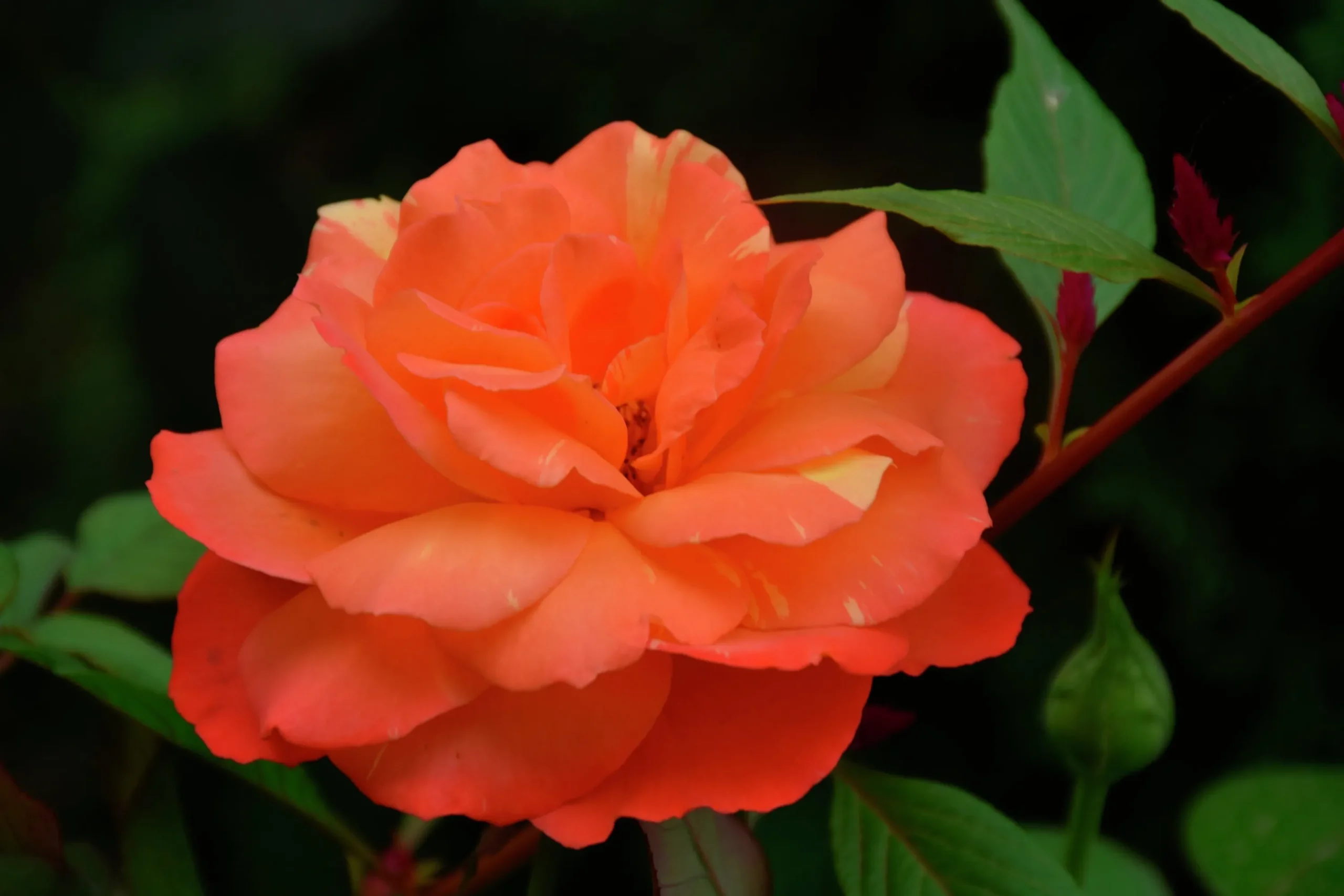Storblommig Rabattros 'Gavnö' 'Poulgav' Barrotad>Omnia garden Outlet