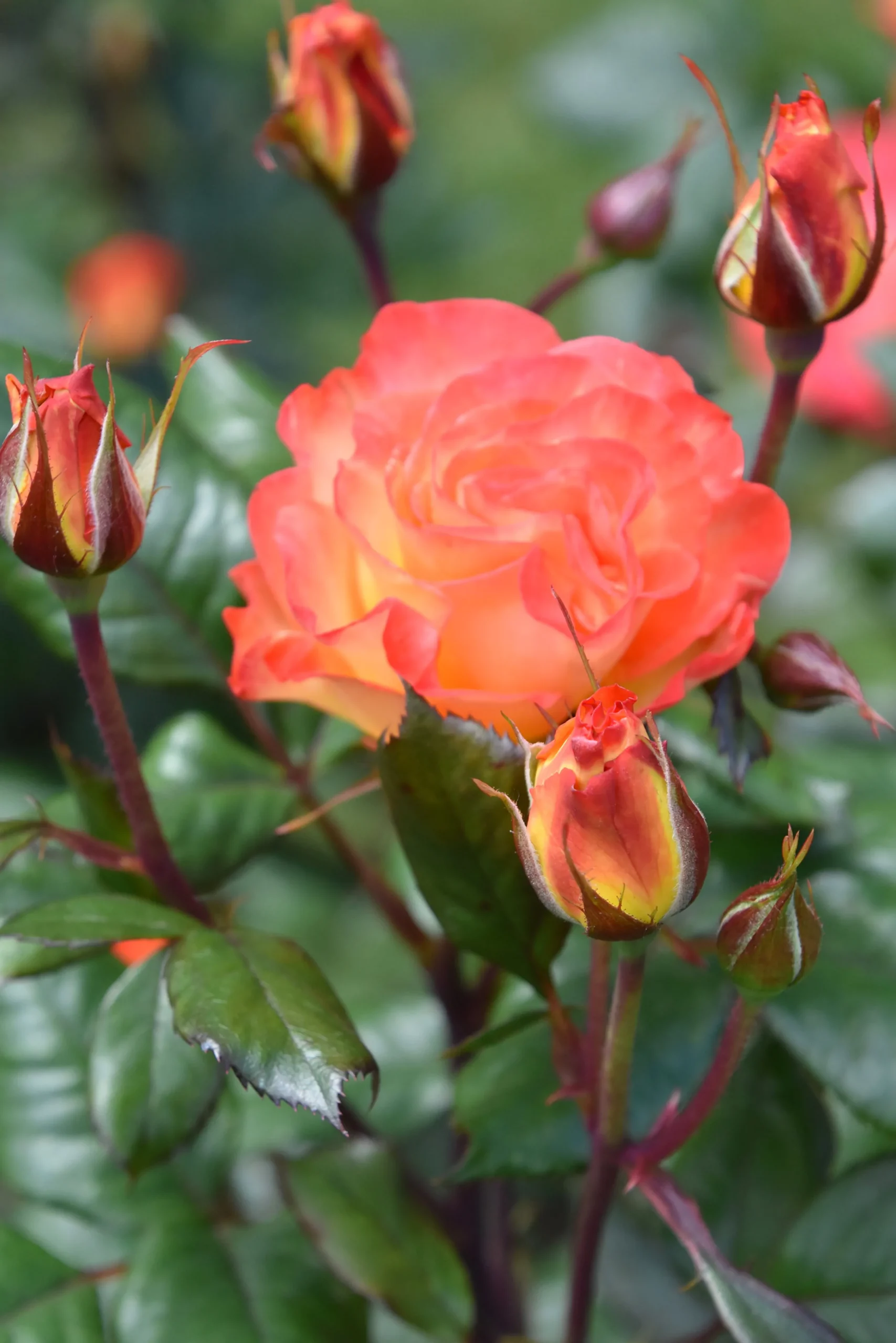 Storblommig Rabattros 'Gavnö' 'Poulgav' Barrotad>Omnia garden Outlet