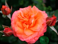 Storblommig Rabattros 'Gavnö' 'Poulgav' Barrotad><noscript><img width=