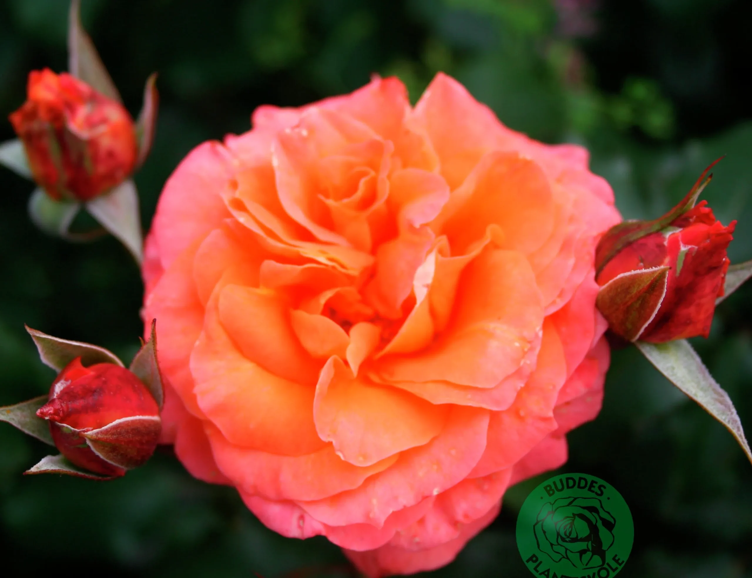 Storblommig Rabattros 'Gavnö' 'Poulgav' Barrotad>Omnia garden Outlet