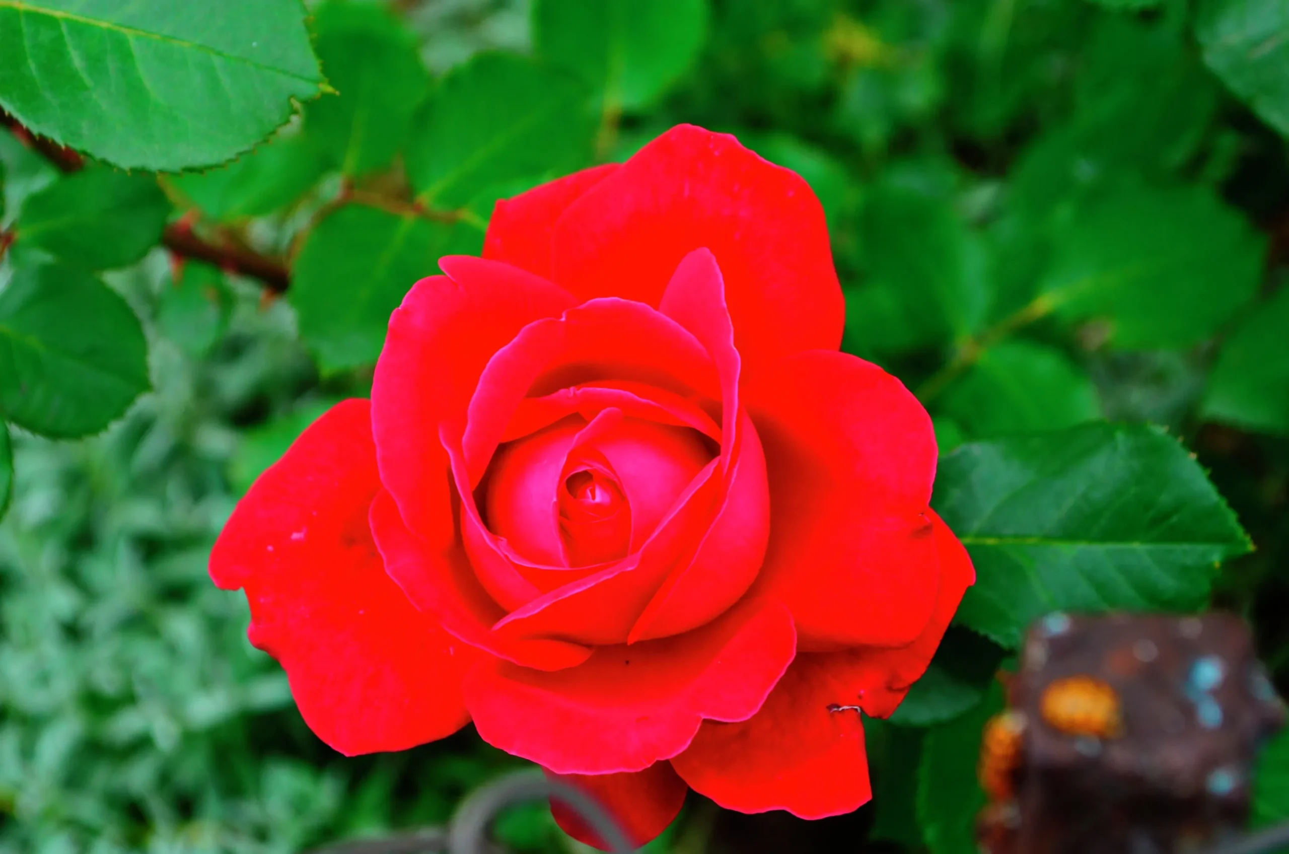 Storblommig rabattros 'Hanne' Barrotad>Omnia garden Clearance