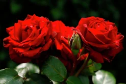 Storblommig Rabattros 'Ingrid bergman' 'Poulman' Barrotad>Omnia garden Online