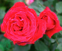 Storblommig Rabattros 'Isabella Rossellini' 'Poulht006' Barrotad>Omnia garden Sale