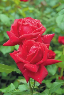 Storblommig Rabattros 'Isabella Rossellini' 'Poulht006' Barrotad>Omnia garden Sale