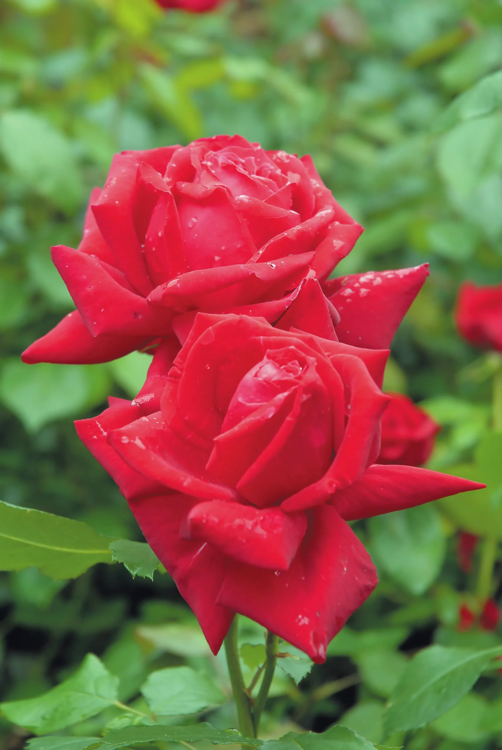 Storblommig Rabattros 'Isabella Rossellini' 'Poulht006' Barrotad>Omnia garden Sale