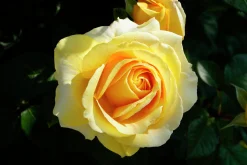 Storblommig rabattros 'Kaj Munk' 'Pouldunk' Barrotad><noscript><img width=