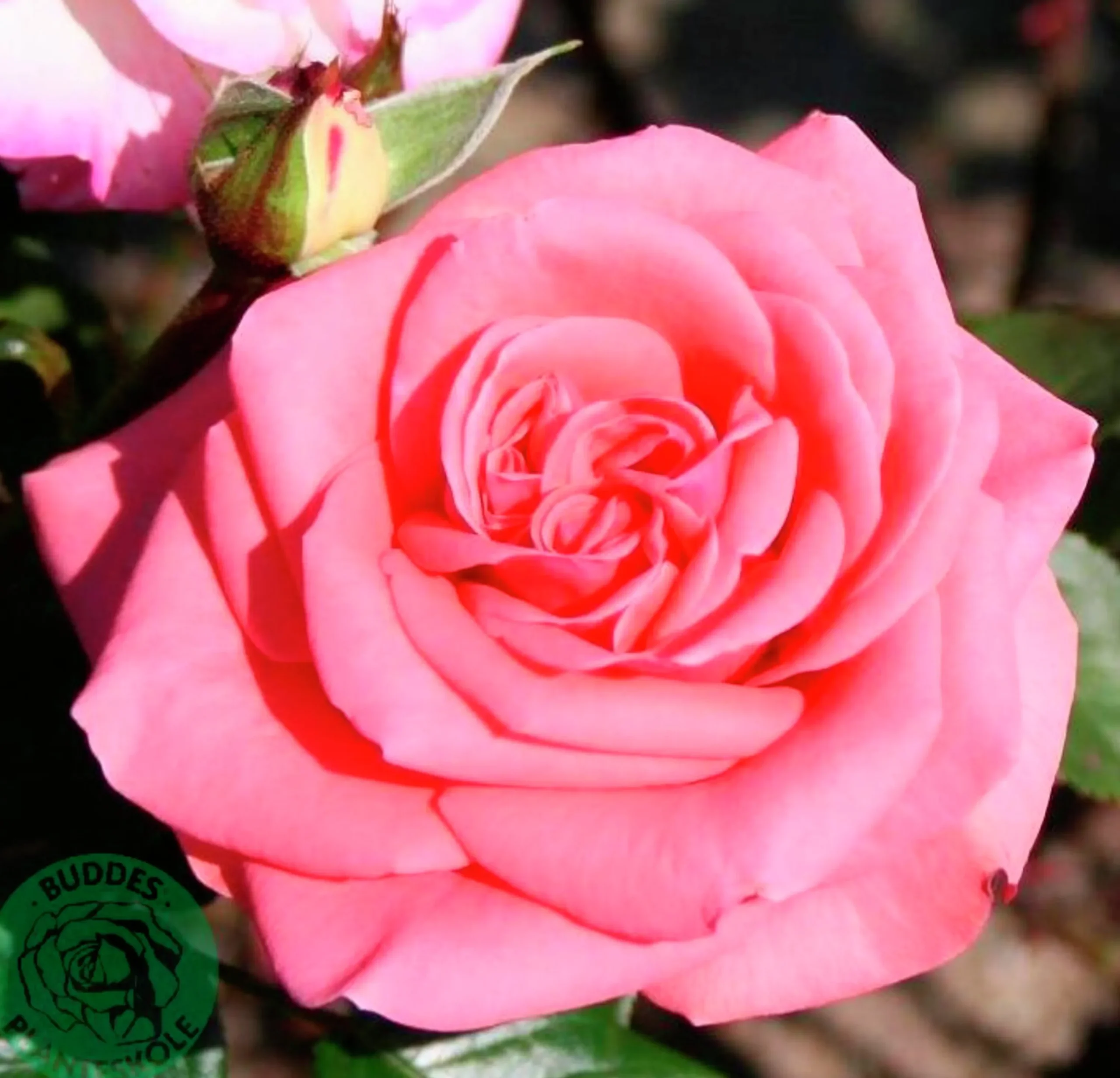 Storblommig rabattros 'Louisiana' 'Kornemark' Barrotad>Omnia garden Hot