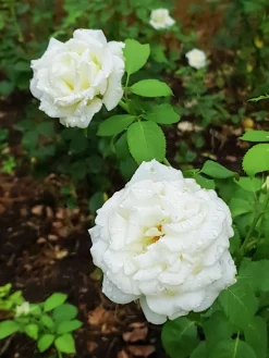 Storblommig rabattros 'Memoire' 'Korzuri' Barrotad>Omnia garden Outlet