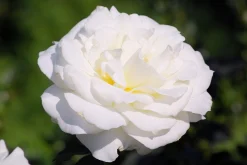 Storblommig rabattros 'Memoire' 'Korzuri' Barrotad>Omnia garden Outlet