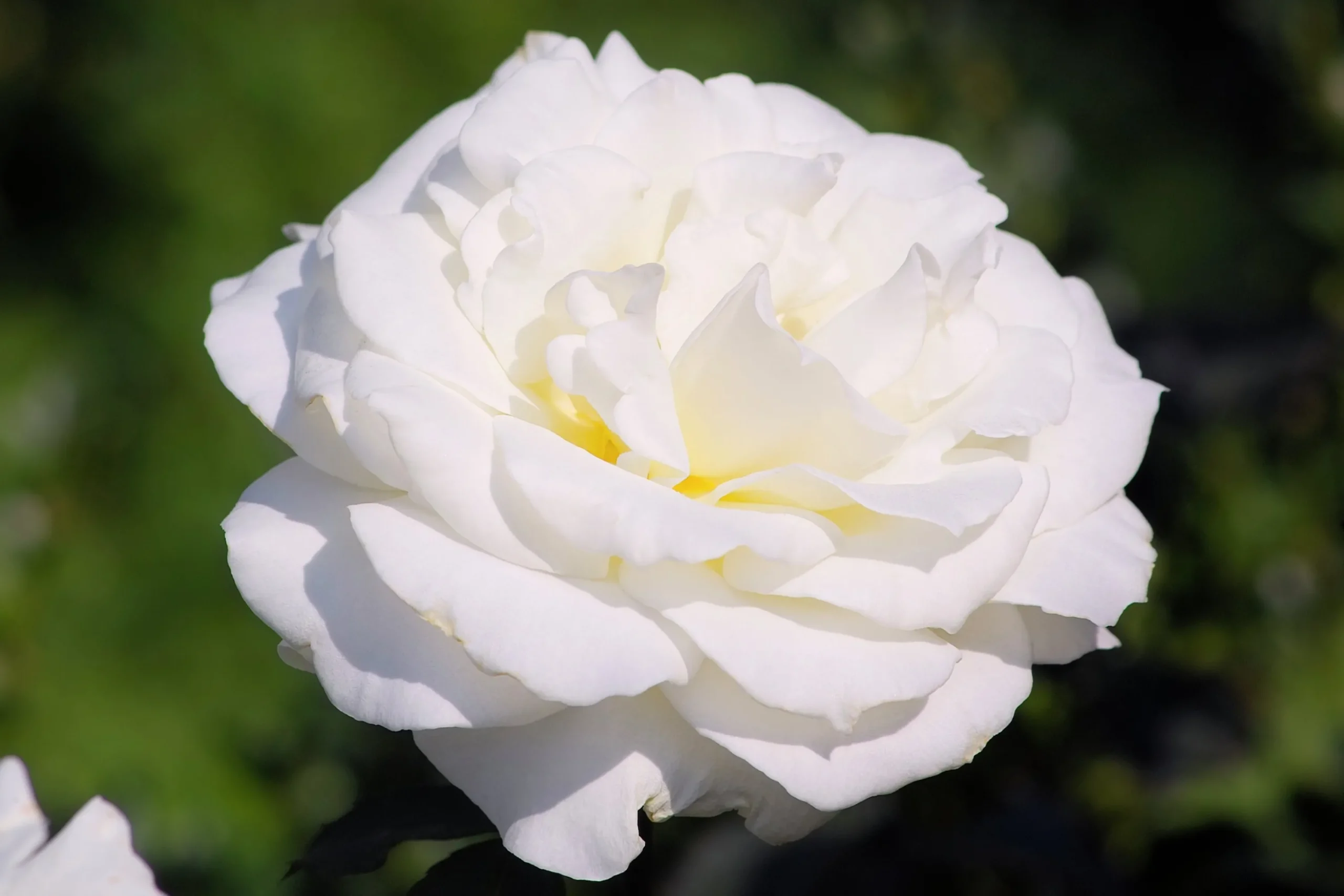 Storblommig rabattros 'Memoire' 'Korzuri' Barrotad>Omnia garden Outlet