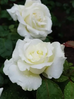 Storblommig rabattros 'Memoire' 'Korzuri' Barrotad><noscript><img width=