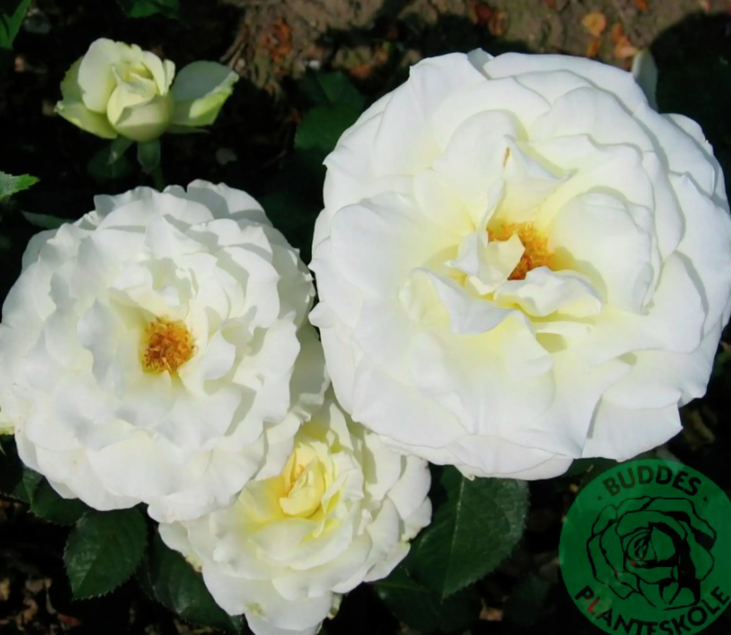 Storblommig rabattros 'Memoire' 'Korzuri' Barrotad>Omnia garden Outlet