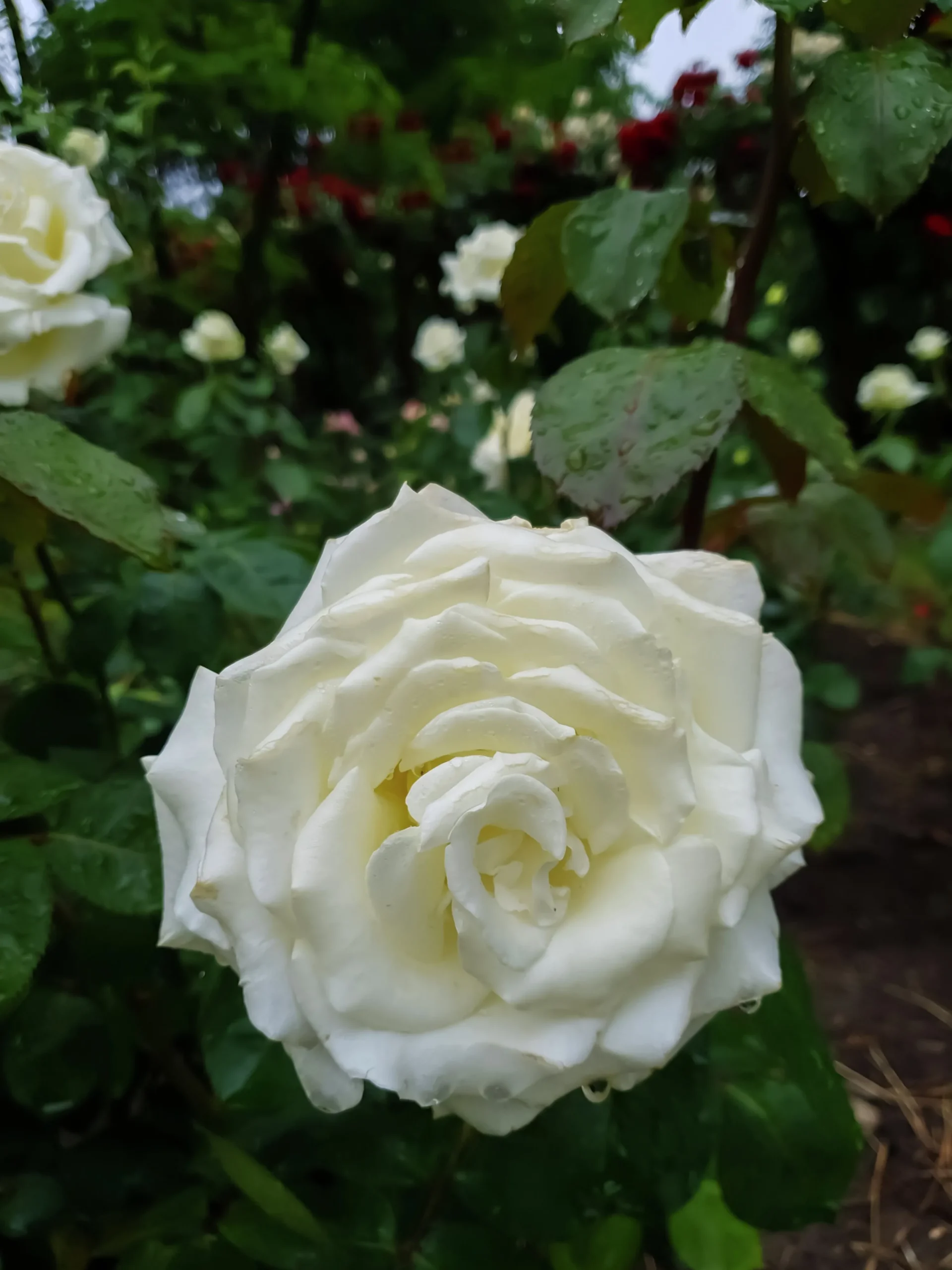 Storblommig rabattros 'Memoire' 'Korzuri' Barrotad>Omnia garden Outlet