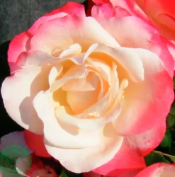 Storblommig rabattros 'Nostalgie' 'Taneiglat' Barrotad>Omnia garden Best