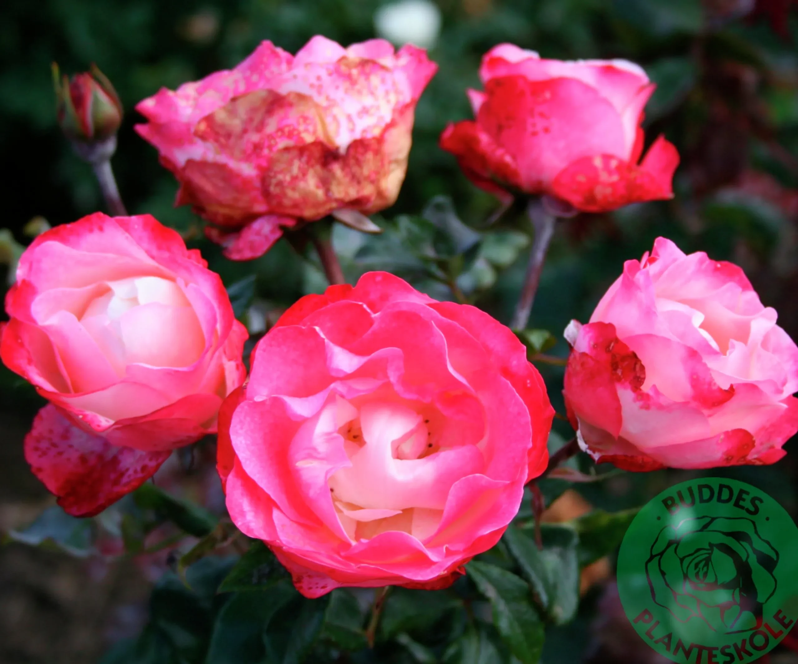 Storblommig rabattros 'Nostalgie' 'Taneiglat' Barrotad>Omnia garden Best