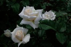 Storblommig Rabattros 'Pascali' 'Lenip' Barrotad>Omnia garden Hot