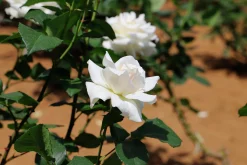 Storblommig Rabattros 'Pascali' 'Lenip' Barrotad><noscript><img width=