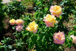 Storblommig Rabattros 'Peace' syn- 'Mme A. Meilland' Barrotad>Omnia garden Discount