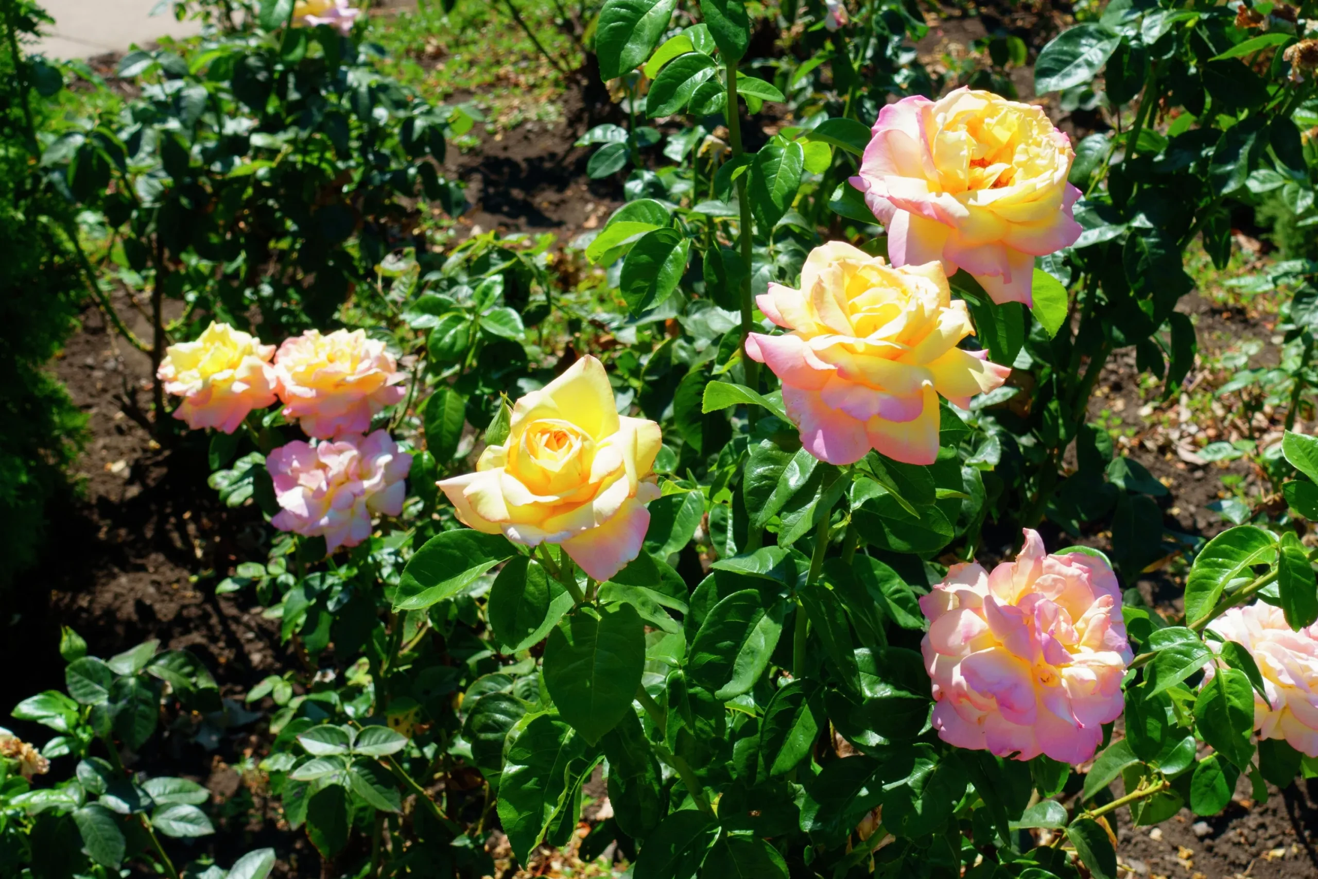 Storblommig Rabattros 'Peace' syn- 'Mme A. Meilland' Barrotad>Omnia garden Discount